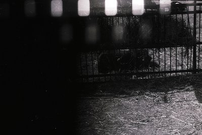 Blurred black-and-white shot of a caged animal enclosure, likely a zoo or wildlife exhibit. Visible bars and hay-covered floo...