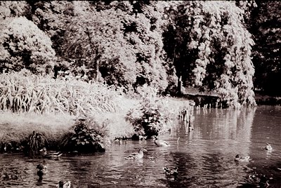 Vintage black-and-white pond scene with ducks swimming near lush, overgrown foliage. Reflections in calm water suggest early ...