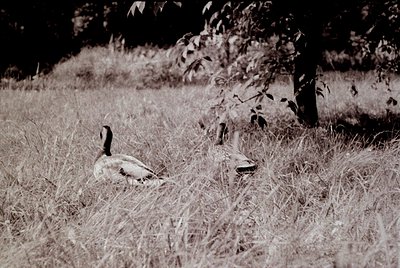 Vintage black-and-white shot of a solitary goose resting in tall grass, silhouette against dappled light. Naturalistic compos...