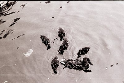 Four ducklings and an adult duck wade in shallow water, creating ripples. Black-and-white composition highlights textures—fea...