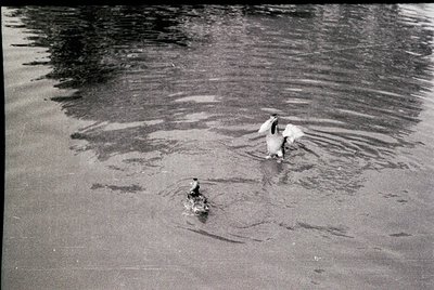 Black-and-white shot of two dogs wading in shallow water near a sandy shore, likely a lake or riverbank. The dog on the left ...