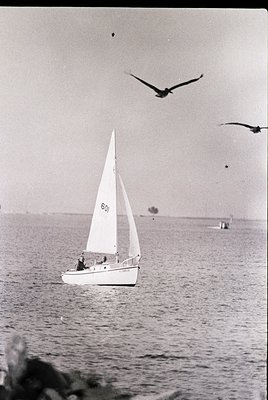Vintage monochrome sailboat () gliding on calm waters, with two seagulls in flight. Mid-20th century coastal scene, likely Eu...