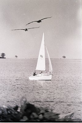 Classic black-and-white sailboat on calm waters, marked "601," with two birds gliding overhead. Mid-20th century maritime sce...