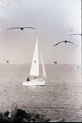 Vintage black-and-white sailboat on calm waters, marked "601," with two birds in flight. Mid-20th century coastal scene, like...