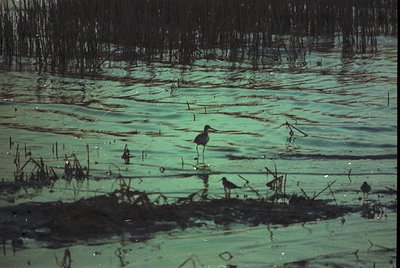 A solitary wading bird stands in shallow, murky marsh water surrounded by dense mangrove roots. The scene captures wetland ec...