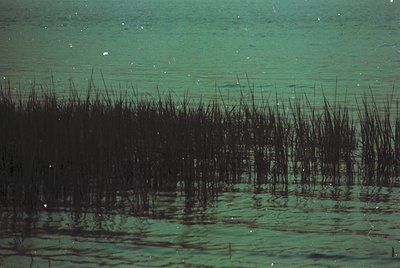 Dense underwater vegetation, likely seagrass, partially submerged in shallow, murky green waters. Reflections create intricat...