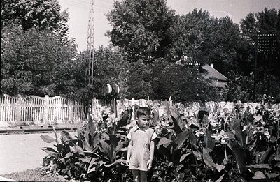 A young boy stands amidst tall foliage in a garden, likely mid-1960s. He wears shorts and a collared shirt. Behind him, a pic...