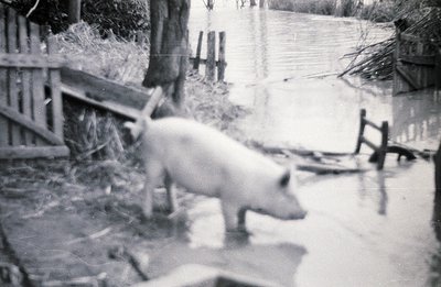 A young pig wades through floodwater next to a wooden fence and dilapidated structure. Likely a rural farm scene; the image e...