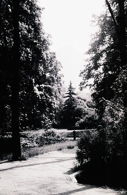 A winding path leads through dense foliage, forming a dark, natural corridor. A lone figure is visible mid-path, receding int...