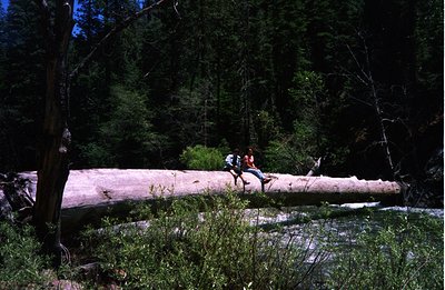 Two figures perch on a large fallen log spanning a rushing stream within a dense forest. The log appears sun-bleached, contra...