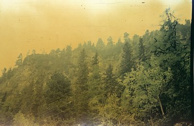 Lush hillside densely populated with evergreen trees, viewed from a lower vantage point. Hazy atmosphere contributes to a mut...