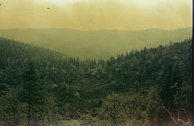 Lush coniferous forest blankets rolling hills under a hazy sky. The image exhibits characteristics of aged film, including a ...