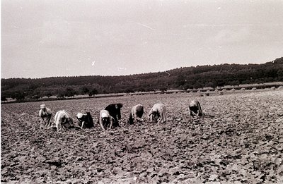 A group of figures, likely laborers, work bent over a field of tilled earth under a hillside landscape. Visible are rows of w...