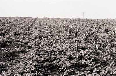 Dense, monochrome view of a field of leafy plants, possibly soybeans or a similar crop, growing in meticulously aligned rows....