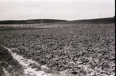 Monoculture field of leafy plants, possibly grapes or hops, stretches across a gentle slope. A wire fence runs across the mid...