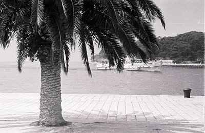 A palm tree dominates the foreground of this black and white image, partially obscuring a small boat on the water. A paved pr...