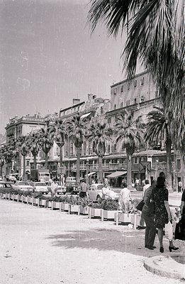Coastal cityscape with palm trees lining a wide promenade. Buildings exhibit 1960s architecture. Several vintage cars are vis...
