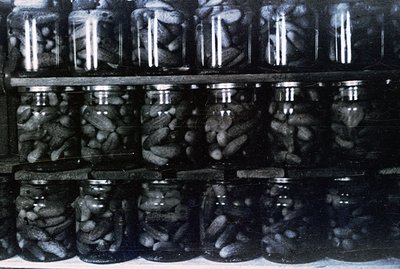 Rows of glass jars filled with pickled cucumbers are meticulously arranged on a shelf. The monochromatic image highlights the...