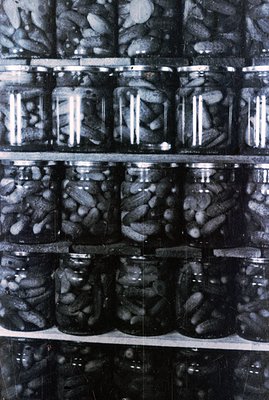 Shelves densely packed with glass jars, filled with pickled cucumbers preserved in brine. Likely a home canning operation, sh...
