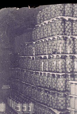 Stacked shelves are laden with round jars, likely preserved food, suggesting a pantry or industrial storage. The grayscale to...