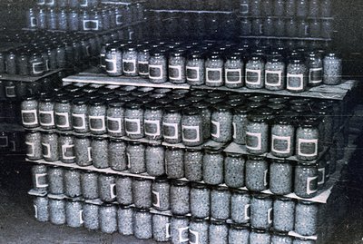 Rows of glass jars, densely packed on tiered shelving. Contents appear to be small, uniform objects, possibly seeds or proces...