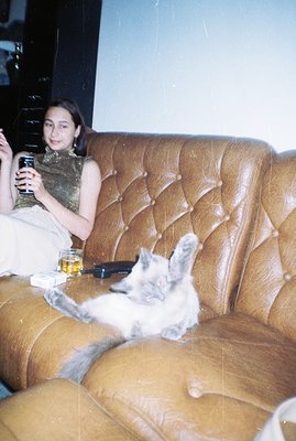 A young woman sits on a deeply tufted, brown leather sofa, holding a drink. A fluffy, gray Persian cat lounges prominently on...