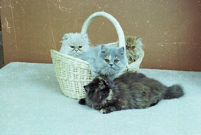 A charming vintage photograph features three fluffy Persian kittens nestled in a wicker basket. A fourth kitten lounges on a ...