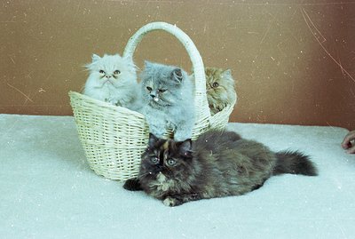 A charming vintage photograph showcasing three Persian kittens nestled in a wicker basket, alongside a larger adult Persian c...