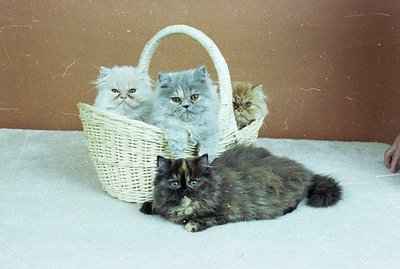 Three fluffy Persian kittens in a woven basket are posed with an adult Persian cat on a plush carpet. The background is a pla...