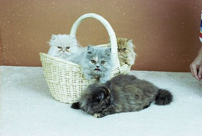 Three fluffy Persian kittens nestled in a woven wicker basket are positioned in front of a plain brown backdrop. A grey Persi...