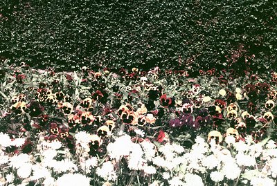 Vibrant, densely planted flower bed features rows of pansies in hues of white, purple, yellow, and red. The floral display si...