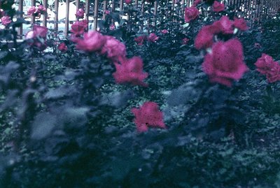 Vibrant pink roses bloom densely amidst dark foliage, seen through a wrought-iron fence. The image exhibits a faded, vintage ...