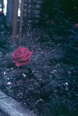 Striking close-up of a vibrant red rose, emerging from dark, lush foliage. A weathered stone ledge is visible at the base. Th...