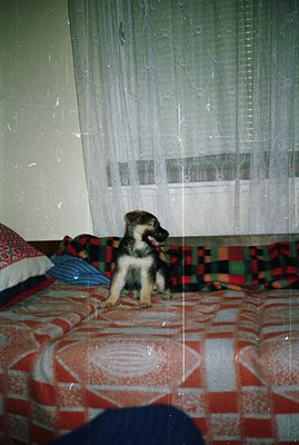 A playful German Shepherd puppy sits attentively on a patterned bedspread. The room's decor includes lace curtains & a plaid ...