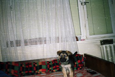 A young, mixed-breed puppy sits on a red and green plaid bedspread. A window with sheer curtains and Venetian blinds dominate...
