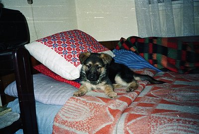 A young German Shepherd puppy rests on a vibrant, patterned bedspread. A decorative embroidered pillow and plaid blanket add ...