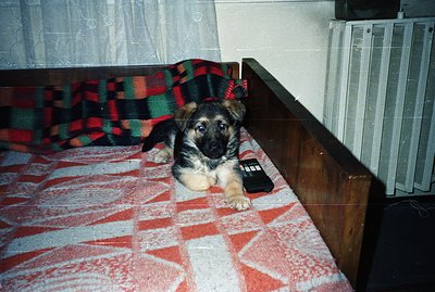 A young German Shepherd puppy lies on a patterned bedspread, looking directly at the camera. A vintage, brick-patterned radio...
