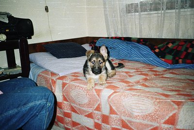A young German Shepherd puppy sits on an orange and white patterned bedspread. A blue patterned pillow and a red and black ch...