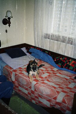 A young German Shepherd puppy sits on a bed with a distinctive red and white patterned bedspread. The room's decor is simple,...