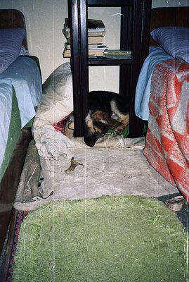 A German Shepherd dog rests partially obscured behind a dark, open shelving unit. The dog is nestled on a textured rug and am...