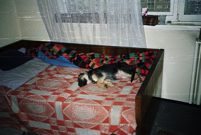 A young dog sleeps on a patterned red and white bedspread within a dark wood frame bed. Sheer curtains and a window suggest a...