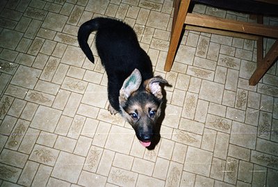 Close-up, high-angle view of a young German Shepherd puppy looking upward with an open mouth. Subject is centered on a tiled ...