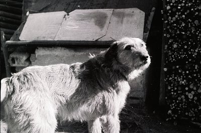 A medium-long shot captures a scruffy, medium-sized dog, likely a mixed breed, looking upward. The dog has thick, wiry fur an...