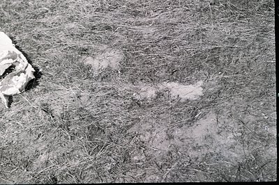 A grayscale image shows a section of ground covered in dried grasses and debris. A discarded, crumpled paper bag lies in the ...