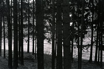 A view through a dense stand of tall, slender evergreen trees. Sparse ground cover visible between trunks; beyond, a gently s...