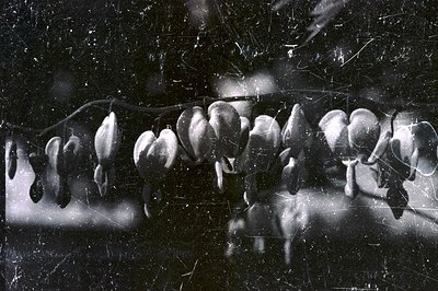 A striking close-up showing a series of unopened buds along a dark stem. The monochromatic tones create a textural depth with...