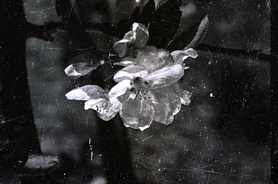 Close-up view of delicate cherry blossoms against a dark, textured background. Likely a vintage film photograph given the not...