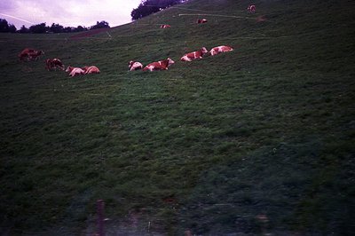 A flock of brown and white cows graze on a lush, steep hillside. Wire fencing is visible across the slope, suggesting managed...