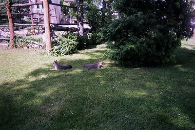 Two dogs lie in a patch of sun-dappled grass beneath a dense evergreen tree. A weathered wooden fence and building are visibl...
