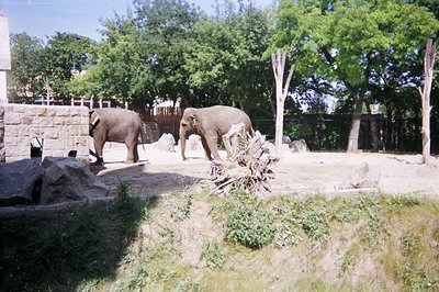 Two Asian elephants stand in a zoo enclosure, facing away from the camera. A stone wall forms a backdrop, partially obscured ...